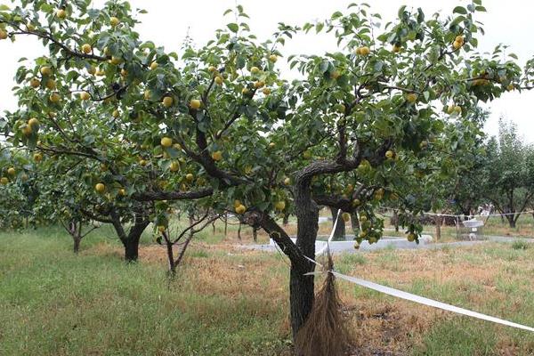 给果树打药的时间,上午好还是下午好?
