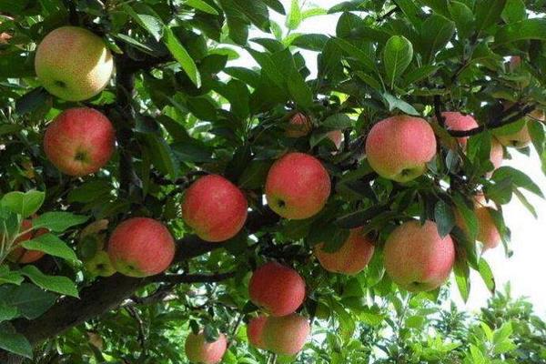 给果树打药的时间,上午好还是下午好?