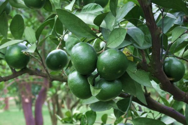 给果树打药的时间,上午好还是下午好?