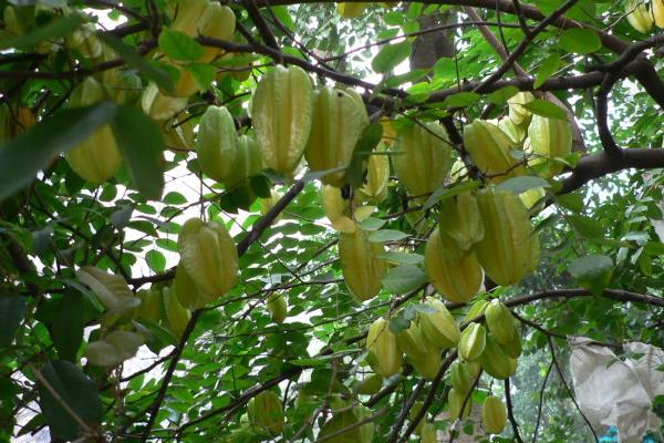 给果树打药的时间,上午好还是下午好?