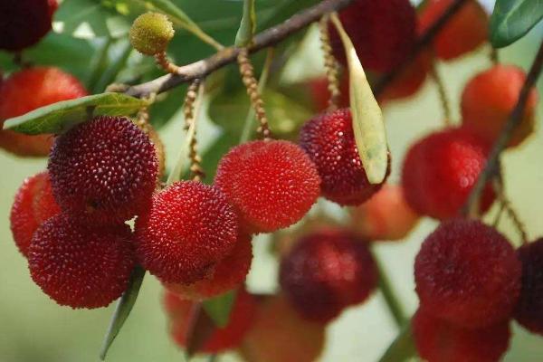 杨梅树修剪技术,修剪后要施肥吗?