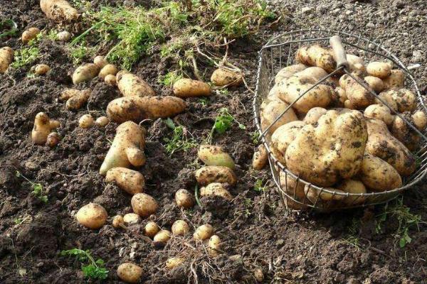 种土豆忌讳什么肥料(复合肥)