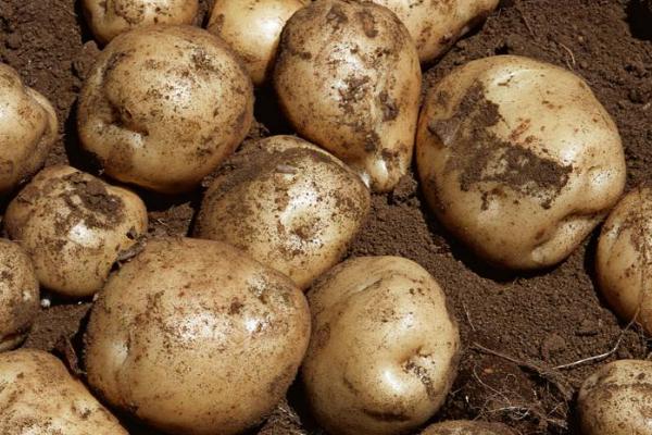 种土豆忌讳什么肥料(复合肥)