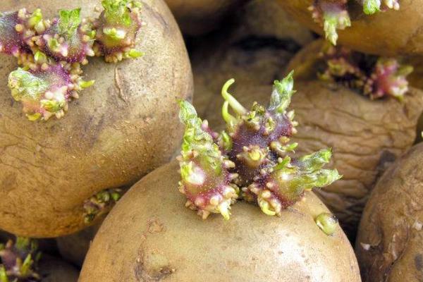 种土豆忌讳什么肥料(复合肥)