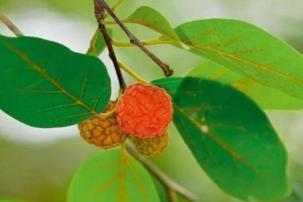 柘果多少钱一斤，能直接吃吗