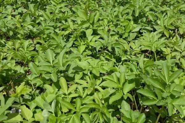 种植什么药材值钱,好种是关键