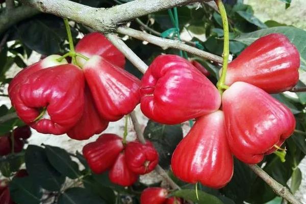 水果树苗品种有哪些,进口品种受欢迎