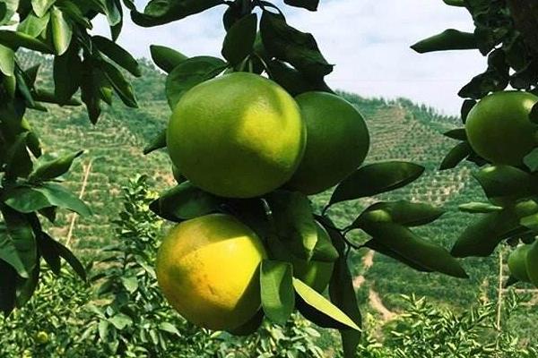 水果树苗品种有哪些,进口品种受欢迎