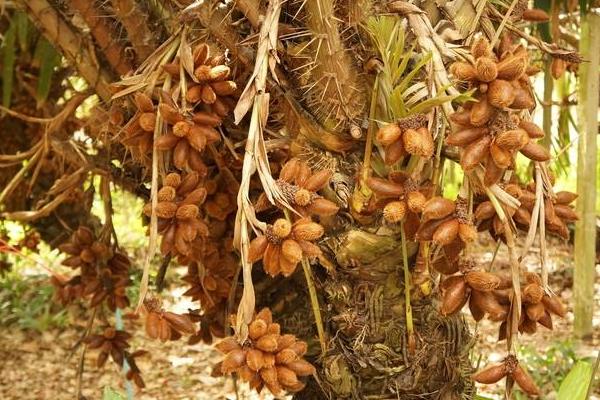 水果树苗品种有哪些,进口品种受欢迎
