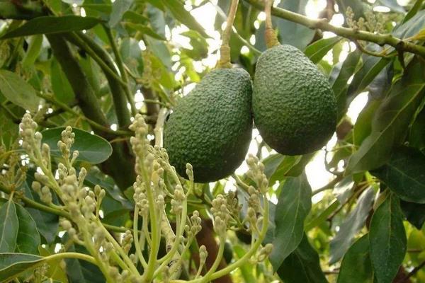 水果树苗品种有哪些,进口品种受欢迎