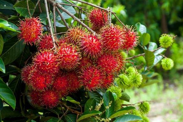 水果树苗品种有哪些,进口品种受欢迎