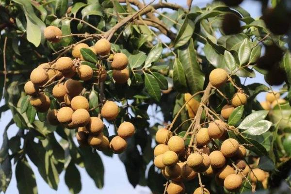 水果树苗品种有哪些,进口品种受欢迎