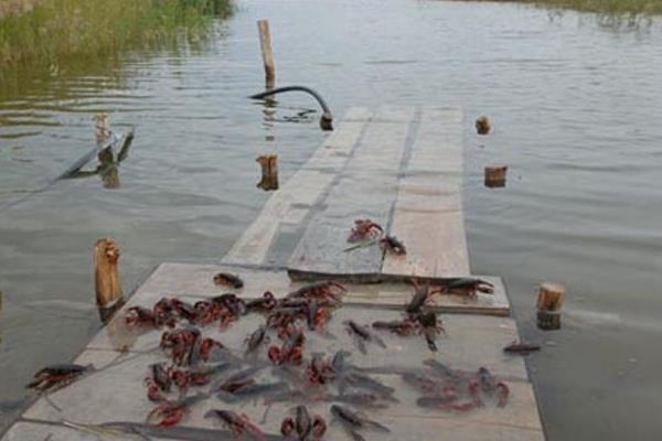 养殖龙虾一亩利润多少,到底赚不赚钱