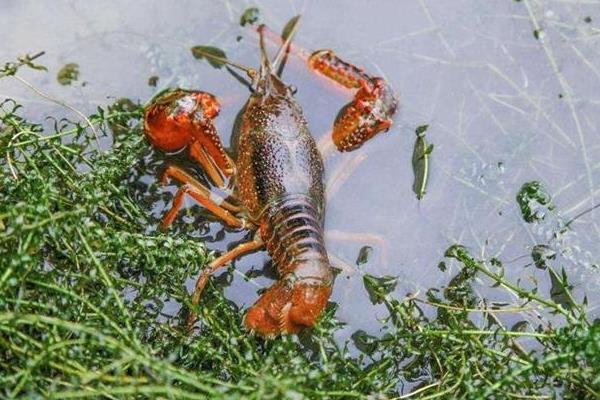 养殖龙虾一亩利润多少,到底赚不赚钱