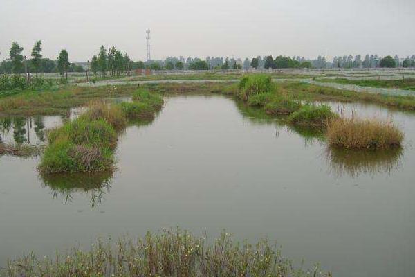 养殖龙虾一亩利润多少,到底赚不赚钱