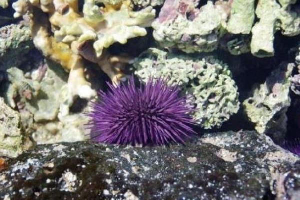 大连海胆什么时候肥,什么时候是大连海胆季