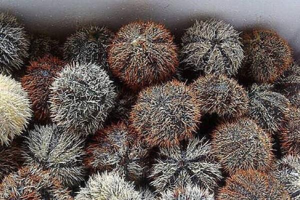 大连海胆什么时候肥,什么时候是大连海胆季