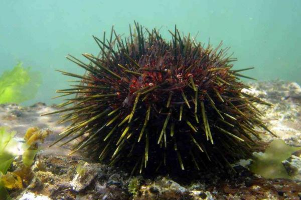 大连海胆什么时候肥,什么时候是大连海胆季