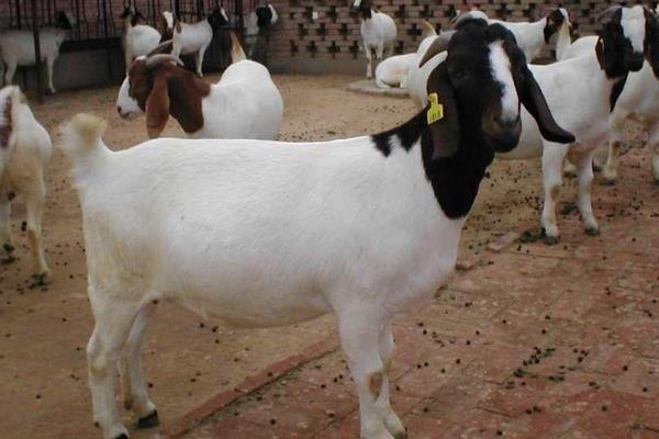 养奶羊利润大吗,养100只一年利润多少