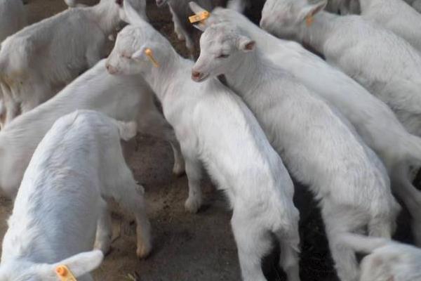 养奶羊利润大吗,养100只一年利润多少