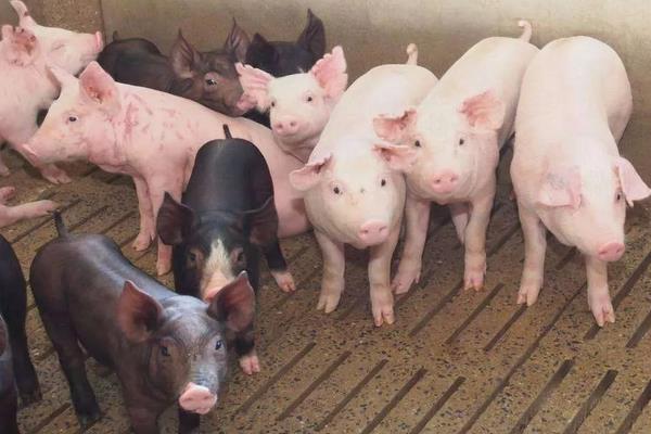 育肥猪疫苗流程表,从出生都要打什么疫苗