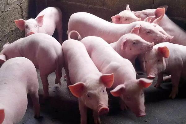 育肥猪疫苗流程表,从出生都要打什么疫苗