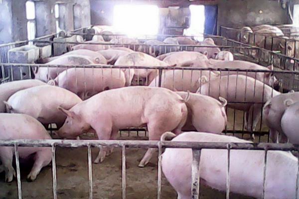 育肥猪疫苗流程表,从出生都要打什么疫苗