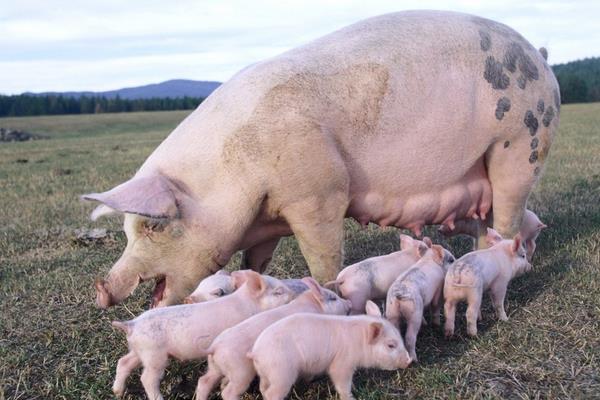 育肥猪疫苗流程表,从出生都要打什么疫苗