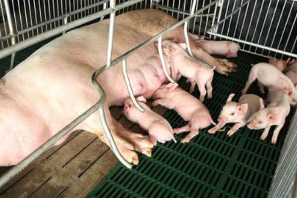 育肥猪疫苗流程表,从出生都要打什么疫苗