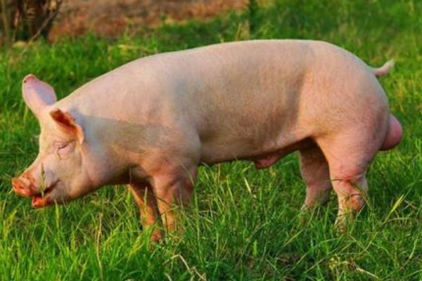 育肥猪疫苗流程表,从出生都要打什么疫苗