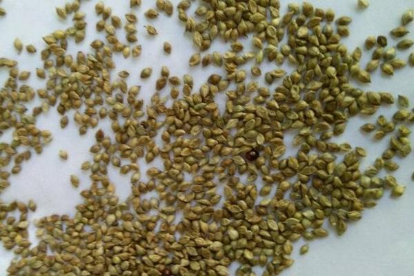 种草坪每亩要多少本钱,需要多少克种子