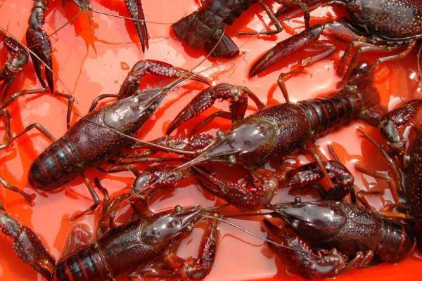 养殖龙虾一亩利润多少,到底赚不赚钱