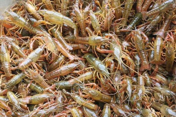 养殖龙虾一亩利润多少,到底赚不赚钱