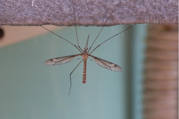 杀蚊子较强的农药,这些农药效果好