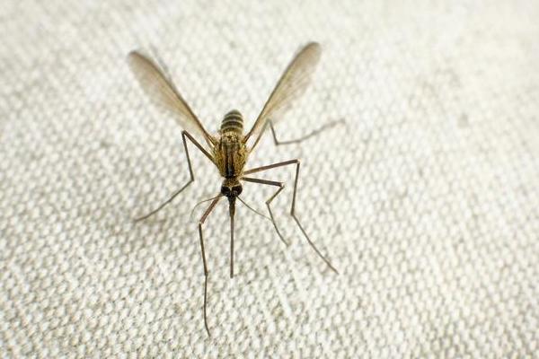 杀蚊子较强的农药,这些农药效果好