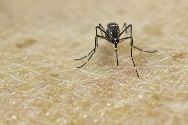 杀蚊子较强的农药,这些农药效果好