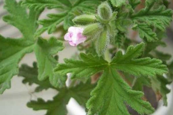 杀蚊子较强的农药,这些农药效果好