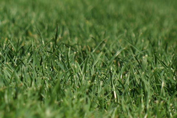 种草坪每亩要多少本钱,需要多少克种子