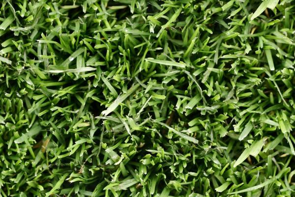 种草坪每亩要多少本钱,需要多少克种子