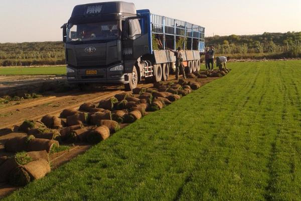 种草坪每亩要多少本钱,需要多少克种子