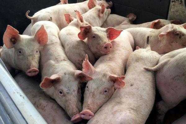 育肥猪疫苗流程表,从出生都要打什么疫苗