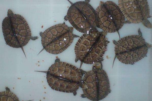 广东金钱龟苗几钱一只,哪里有卖