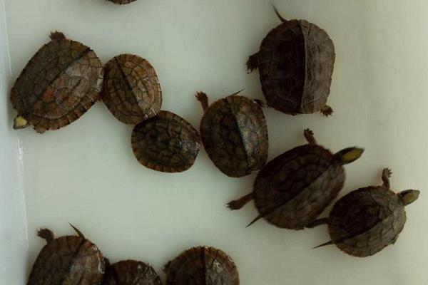 广东金钱龟苗几钱一只,哪里有卖