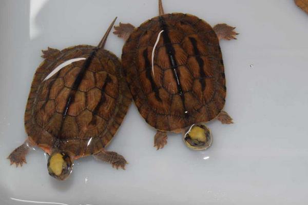 广东金钱龟苗几钱一只,哪里有卖