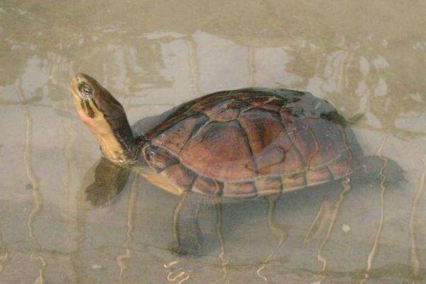 广东金钱龟苗几钱一只,哪里有卖