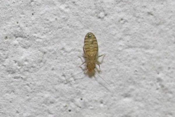 尘虱怕什么,尘虱简单的去除方法