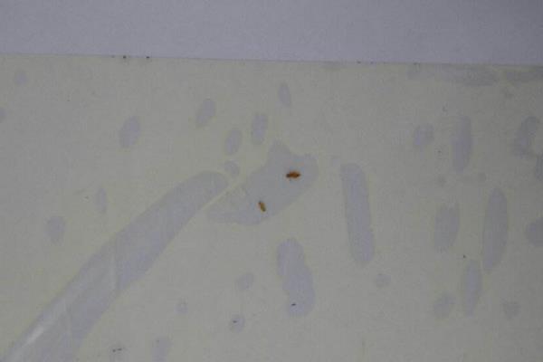 尘虱怕什么,尘虱简单的去除方法