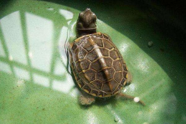 广东金钱龟苗几钱一只,哪里有卖