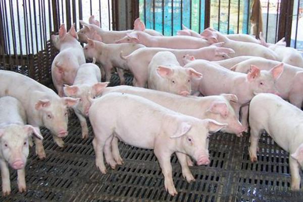 猪催肥的简单方法,使用催肥剂有效果吗