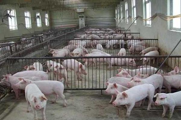 猪催肥的简单方法,使用催肥剂有效果吗